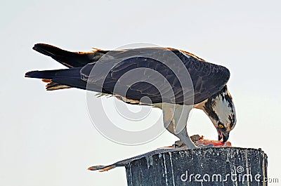 Osprey, or Seahawk Eating Fresh Caught Fish Stock Photo