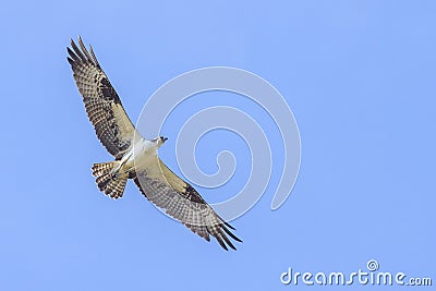 Osprey, Seahawk Hovering Up In The Sky Stock Photo