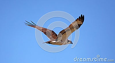 Osprey seahawk unique raptor bird of prey avian flying in Michigan during spring fishing hawk american ospreys Stock Photo
