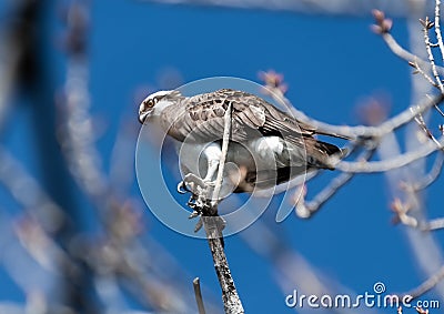 Osprey searching for small rodents Stock Photo