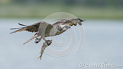 Osprey Stock Photo