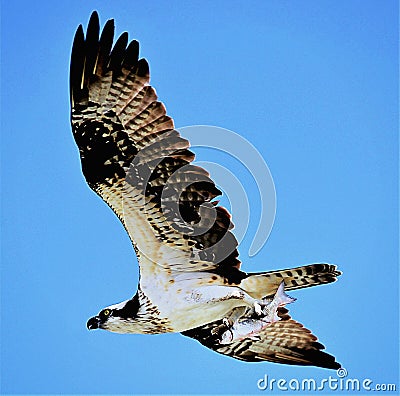 Osprey Flies Above the Boca Raton, Florida Coastline with its fresh catch. Stock Photo