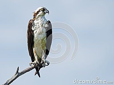 Osprey on tree branch Stock Photo