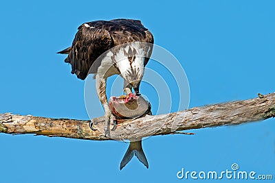 Osprey Stock Photo