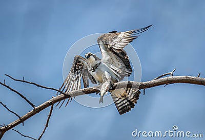 Osprey in a tree holding a fish in talons Stock Photo