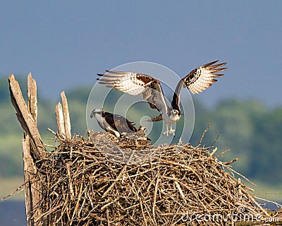 Ospreys in Nest at Rend Lake Stock Photo