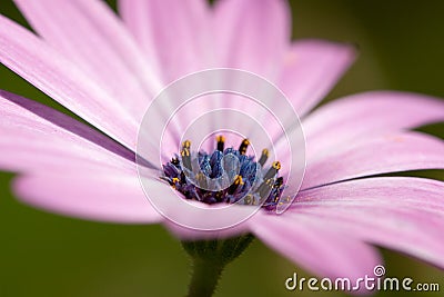 Osteospermum Stock Photo