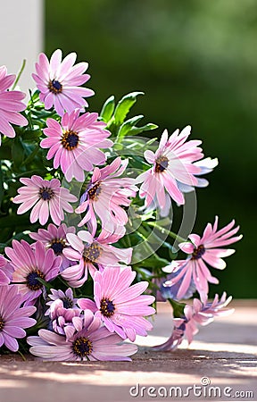 Osteospermum Stock Photo