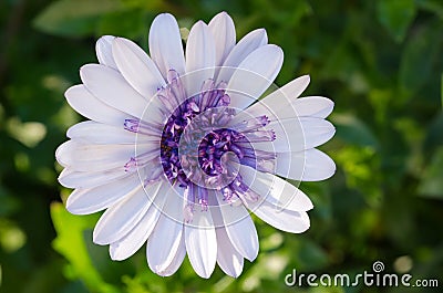 Osteospermum African Daisy Stock Photo