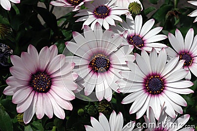 Osteospermum Ensoleille Stock Photo