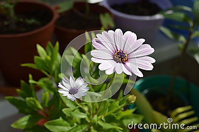 Osteospermum flower. Balcony greening. Beautiful african daisy Stock Photo