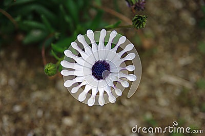 Osteospermum Stock Photo