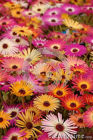 Osteospermum flowers Stock Photo