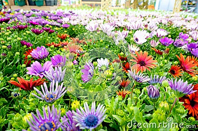 Osteospermum at garden centre 2 Stock Photo