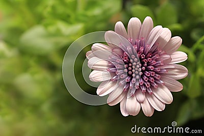 Osteospermum pink flower Stock Photo