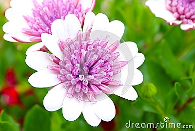 Osteospermum pink white flower field macro shot Stock Photo