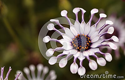 Osteospermum Whirligig daisy Stock Photo