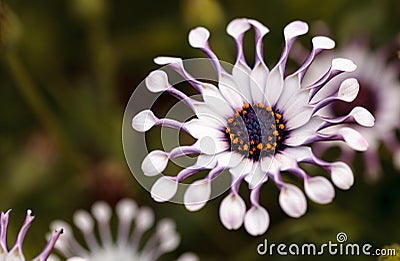 Osteospermum Whirligig daisy Stock Photo