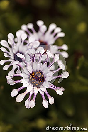 Osteospermum Whirligig daisy Stock Photo