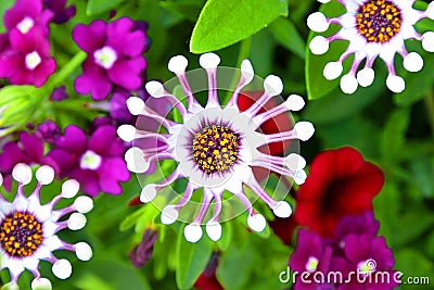 Osteospermum white spoon flower Stock Photo