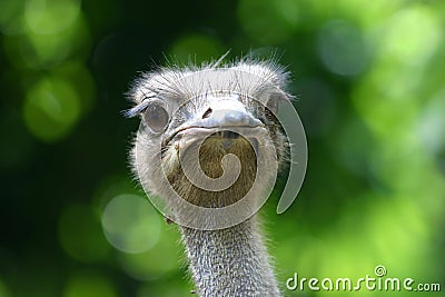 Ostrich Stock Photo