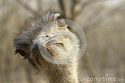 Ostrich Stock Photo