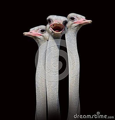 Ostrich Stock Photo