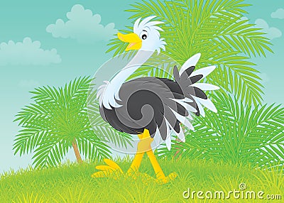 Ostrich Stock Photo