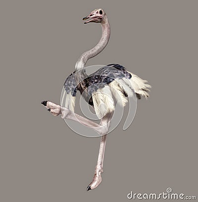 Ostrich Stock Photo