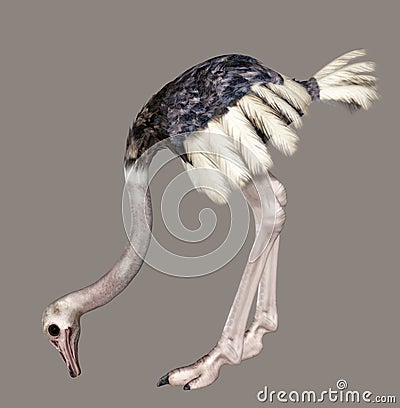 Ostrich Stock Photo