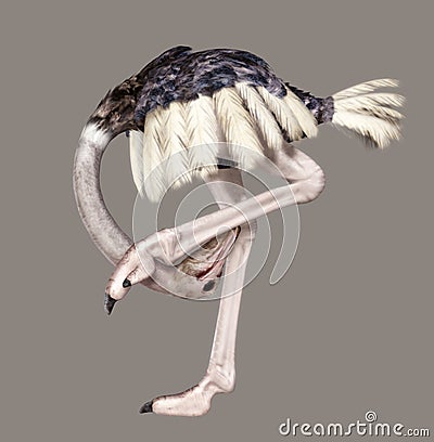 Ostrich Stock Photo