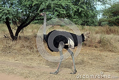 Ostrich in Africa Stock Photo