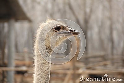 Ostrich Stock Photo