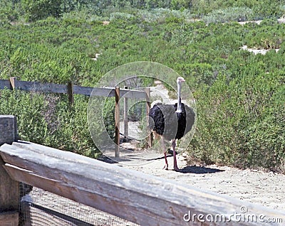 Ostrich Stock Photo