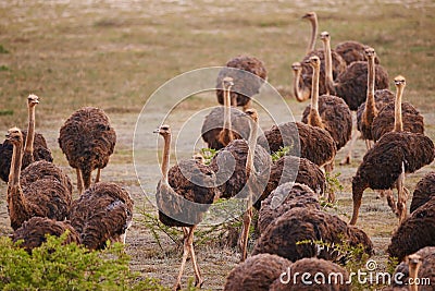 Ostrich, animals on field and nature with flock in South Africa, indigenous with wildlife landscape and tourism. Travel Stock Photo