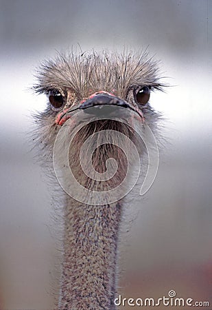 Ostrich with Attitude Stock Photo