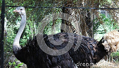 Ostrich Stock Photo