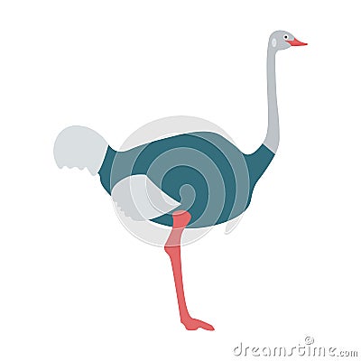 Ostrich bird flat illustration. Cartoon Illustration