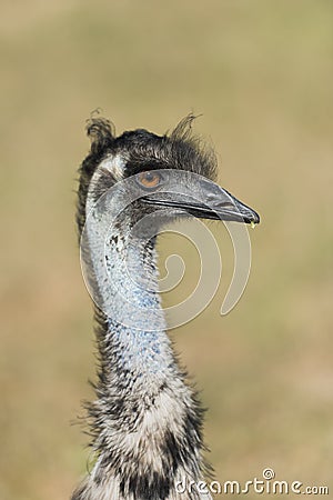 Ostrich bird head Stock Photo