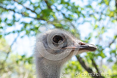 Ostrich bird head in the zoo, close up Stock Photo
