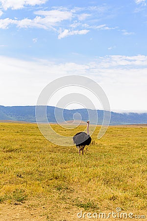 Ostrich bird in the Ngorongoro crater National Park. Safari Tours in Savannah of Africa. Beautiful wildlife in Tanzania, Africa Stock Photo