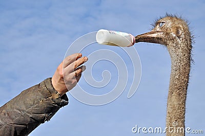 Ostrich with bottle for feeding Stock Photo