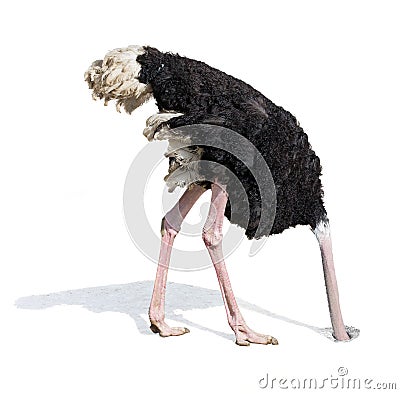 Ostrich burying head in sand ignoring problems Stock Photo