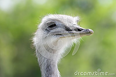 Ostrich catching some sun Stock Photo