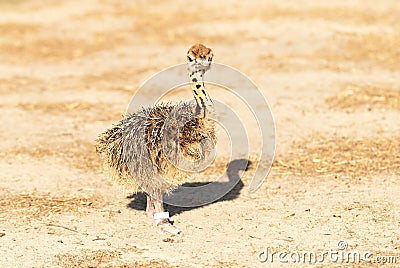 Ostrich chick Stock Photo