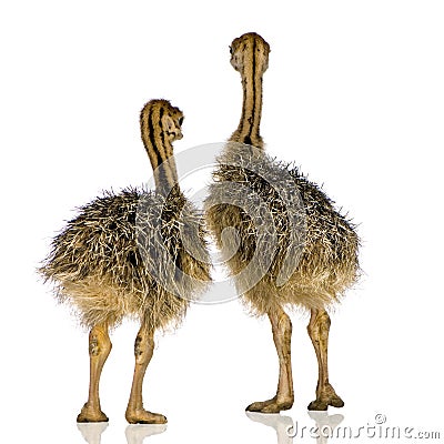 Ostrich Chick Stock Photo