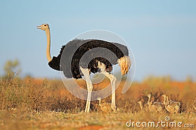 Ostrich with chicks Stock Photo