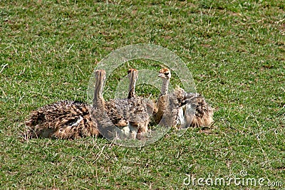 Ostrich Chicks Stock Photo