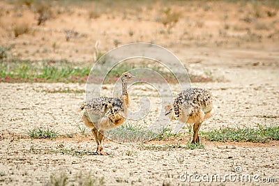 Ostrich chicks walking in the sand. Stock Photo