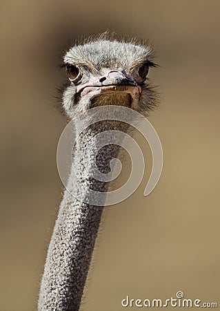 Ostrich close-up in Naukluft Mts, Namib desert Stock Photo